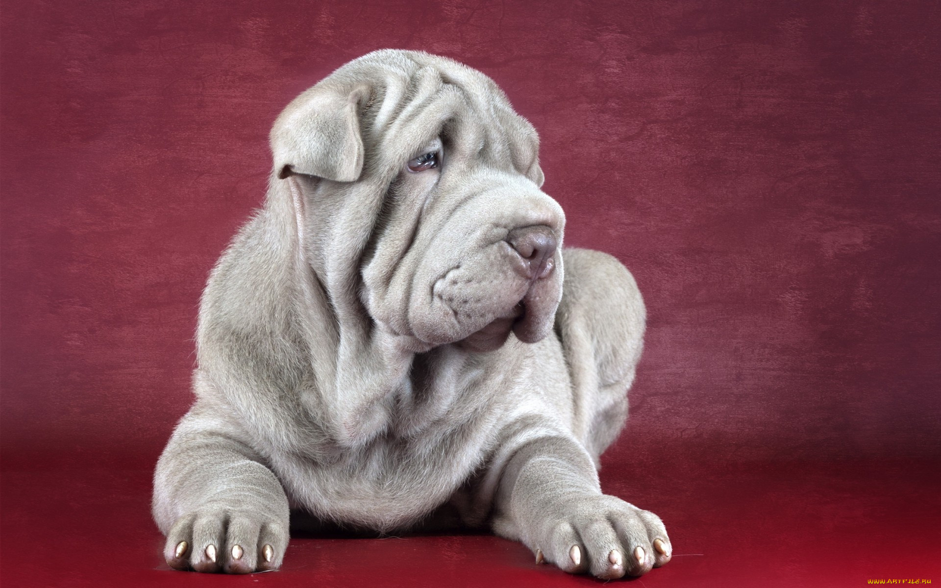 , , shar, pei